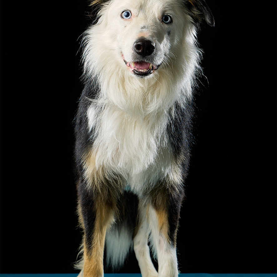 Olaf Karine participe au concours pour gagner de l'argent avec cette photo : dog, border_collie, blue_eyes, standing, black_background, studio_photo, pet, canine, fur, animal, portrait, alert, happy, four_legs, looking_at_camera, isolated, domestic_animal, white_fur, black_fur, brown_fur