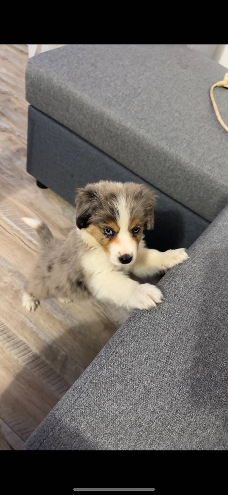 Urus participe au concours pour gagner de l'argent avec cette photo : australian_collie, border_collie, canidae, carnivore, collie, companion_dog, dog, dog_breed, flooring, fur, herding_dog, miniature_australian_shepherd, rough_collie, scotch_collie, sporting_group, terrestrial_animal, toy_dog, whiskers, wood, working_dog