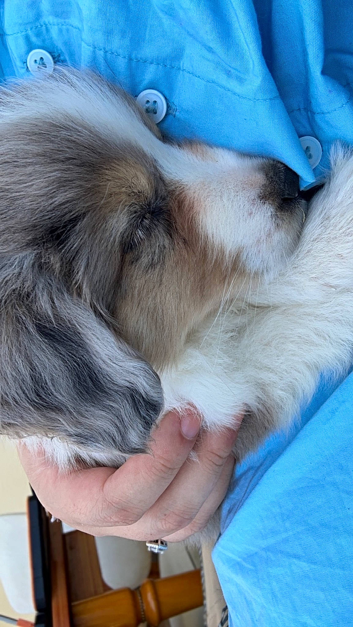 Urus participe au concours pour gagner de l'argent avec cette photo : canidae, carnivore, claw, comfort, companion_dog, dog, dog_breed, ear, fawn, felidae, foot, fur, gesture, nail, nap, paw, sleep, snout, sporting_group, whiskers