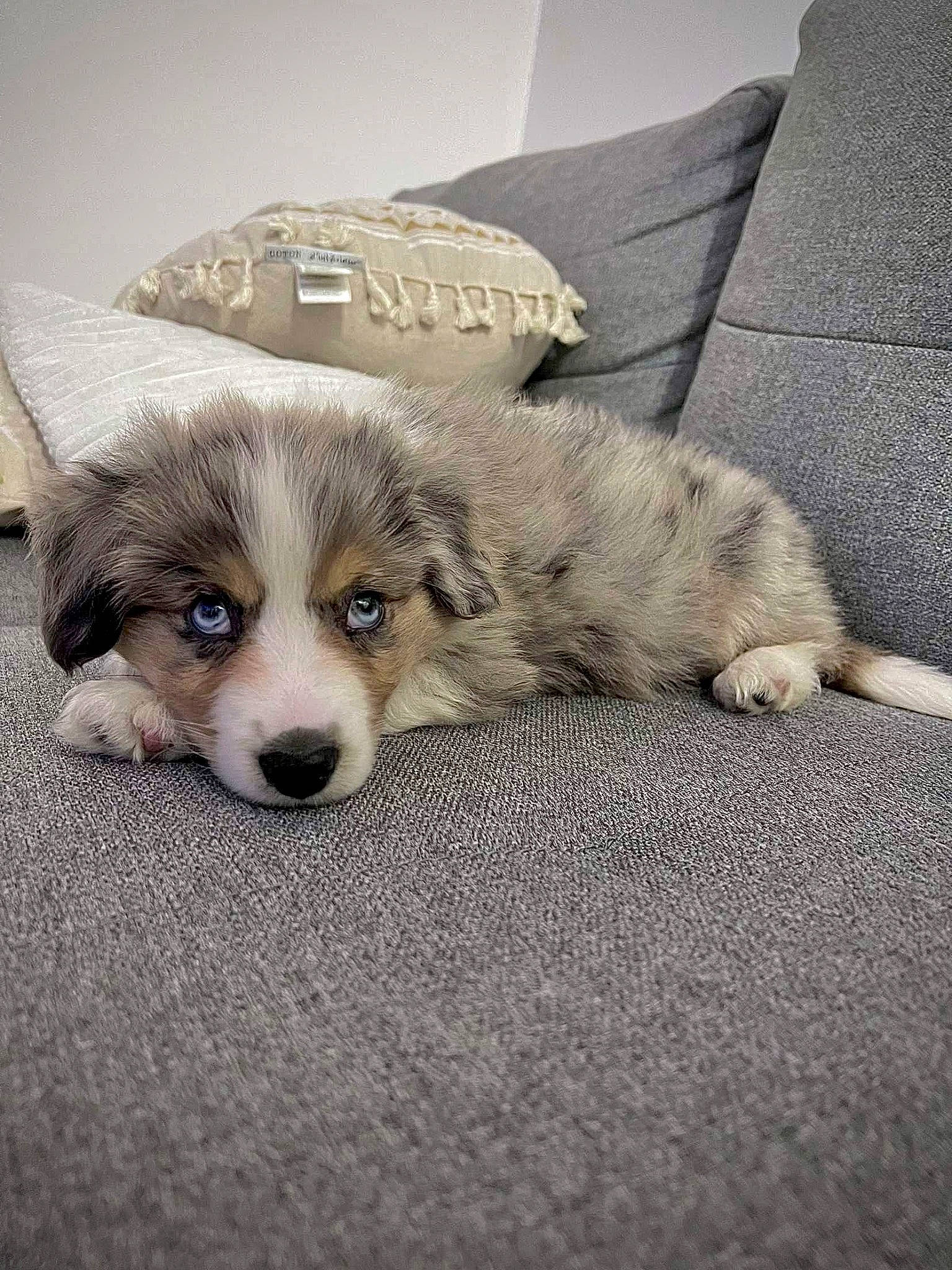 Urus participe au concours pour gagner de l'argent avec cette photo : canidae, carnivore, comfort, companion_dog, couch, dog, dog_breed, felidae, flooring, foot, fur, linens, paw, small_to_medium_sized_cats, sporting_group, tail, terrestrial_animal, toy_dog, whiskers, working_animal