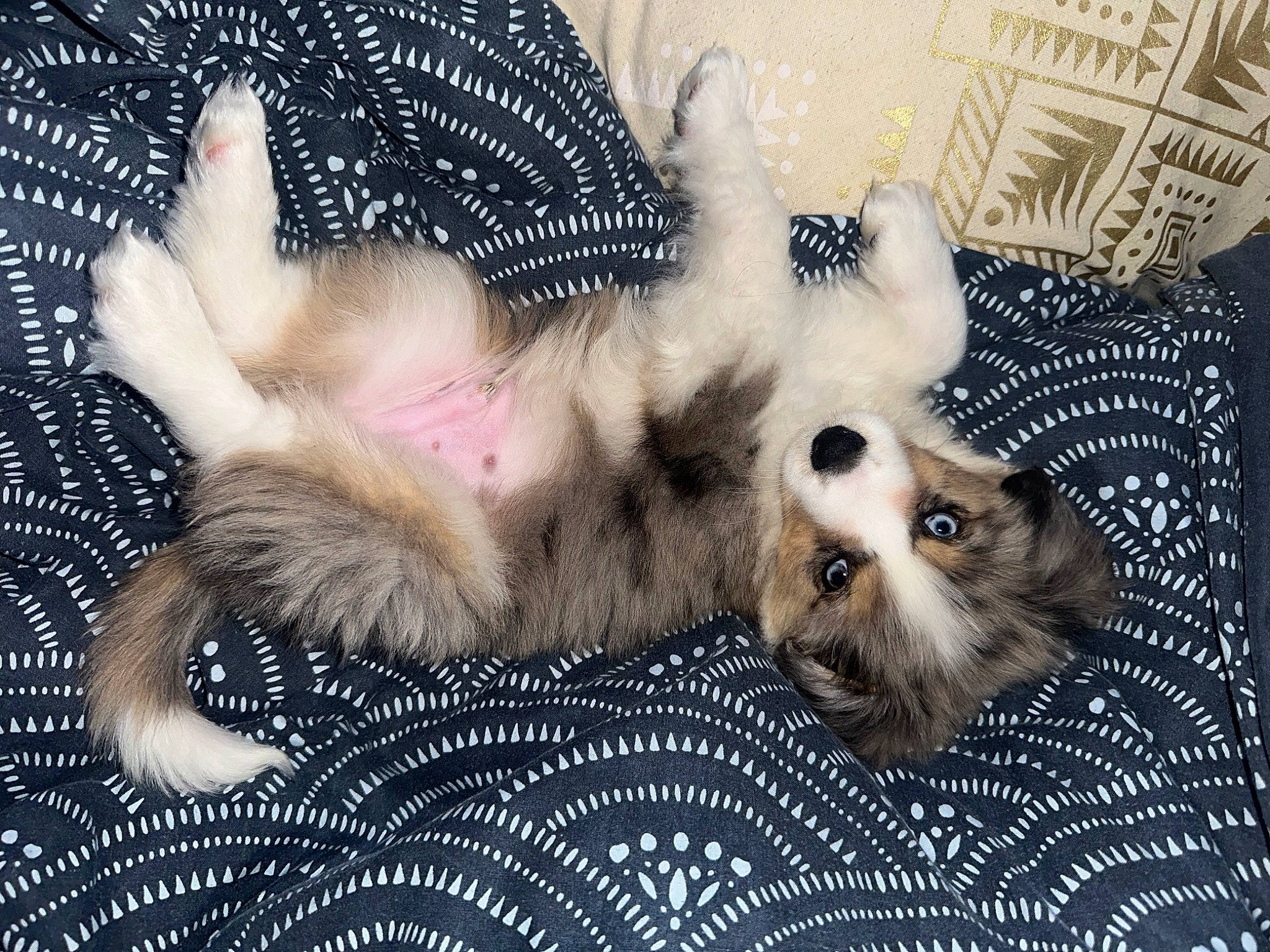 Urus participe au concours pour gagner de l'argent avec cette photo : canidae, carnivore, comfort, companion_dog, dog, dog_breed, dog_supply, fawn, felidae, fur, liver, nap, pattern, paw, small_to_medium_sized_cats, spitz, sporting_group, tail, toy_dog, whiskers