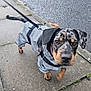 dog, puppy, raincoat, leash, sidewalk, wet, outdoor, curious, walking, pavement, black, brown, spotted, pet, canine, young, ears, snout, closeup, street
