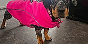 Nala is registered to the contest to win money with this photo: dog, puppy, pink_jacket, pet, indoor, floor, curious, brown, black, white, collar, tile_floor, domestic_animal, canine, young_dog, standing, looking_at_camera, household, background_bicycle, cute