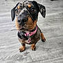 Nala joined the competition — help win amazing prizes! dog, puppy, merle_coat, pink_collar, floor, indoor, pet, cute, animal, canine, brown, black, sitting, looking_up, ears, whiskers, young, small_dog, domestic_animal, close_up