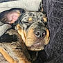 Nala is registered to the contest to win money with this photo: dog, sleeping, merle_coat, blanket, pillow, closeup, pet, resting, cozy, napping, fur, animal, indoors, comfort, cute, relaxation, snout, ear, soft, peaceful