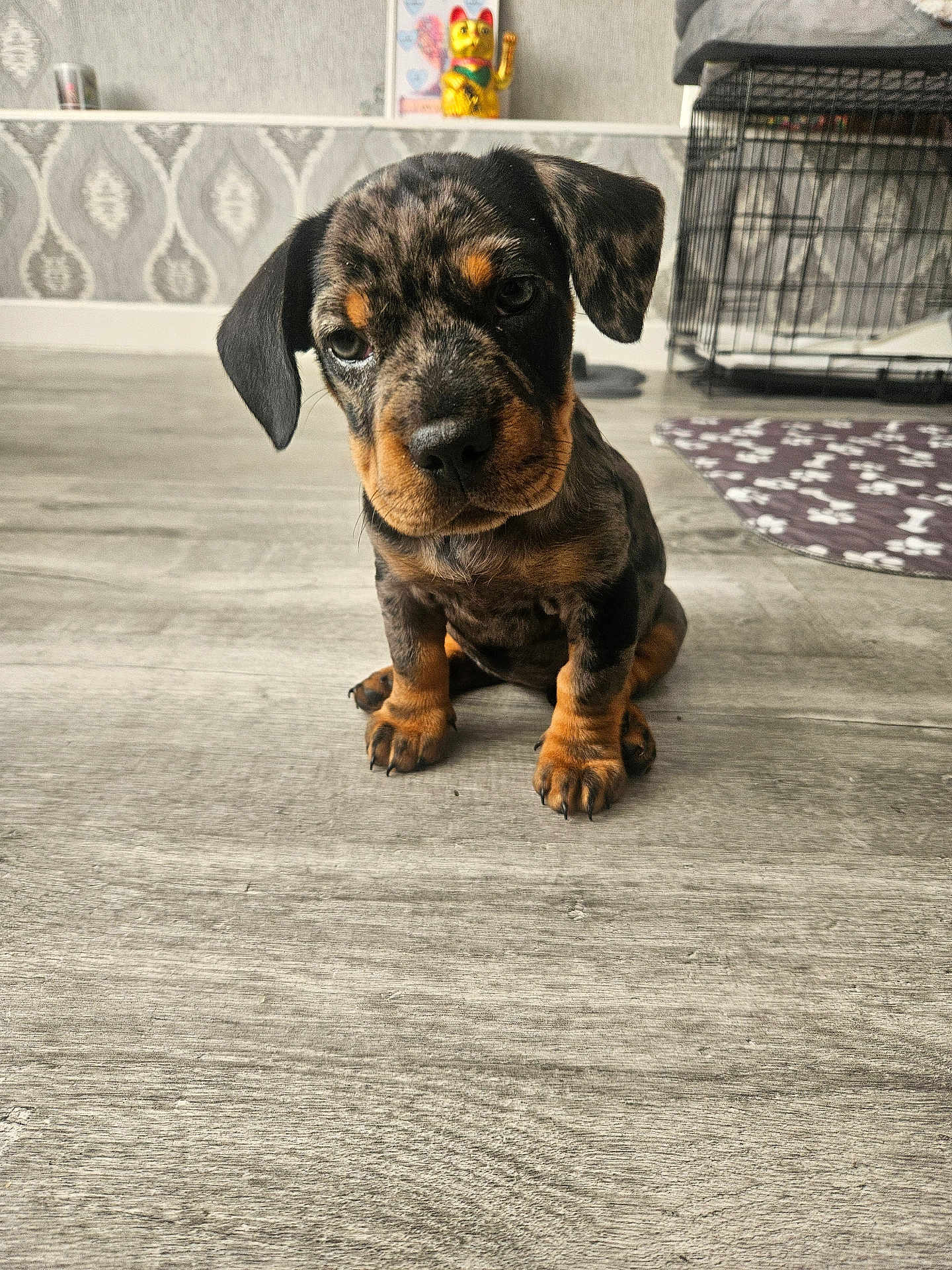 Nala joined the competition — help win amazing prizes! puppy, dog, cute, indoor, floor, wallpaper, decor, figurine, pet, animal, small_dog, canine, sitting, looking_up, brown, black, patterned, crate, mat, cozy