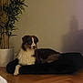 black, brown, calm, cozy, dog, dog_bed, floor, fur, houseplant, indoor, living_room, pet, plant, potted_plant, relaxing, resting, shadow, wall, white, wooden_floor