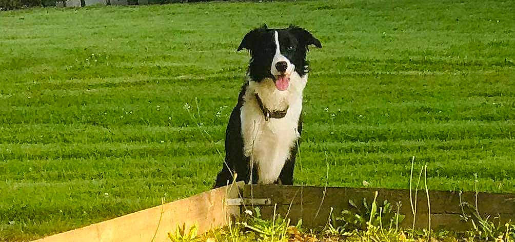 Pablo participe au concours pour gagner de l'argent avec cette photo : animal_sports, borador, border_collie, carnivore, companion_dog, dog, dog_breed, dog_collar, dog_sports, field, grass, grassland, herding_dog, hunting_dog, pasture, plant, sporting_group, tail, working_animal, working_dog