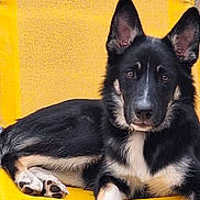 Bandy participe au concours pour gagner de l'argent avec cette photo : dog, black_dog, tan_markings, large_ears, yellow_chair, pet, animal, lounge, relaxed, fur, paw, indoors, canine, portrait, looking_at_camera, resting, cute, companion, domestic_animal, furniture