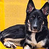 dog, black_dog, tan_markings, large_ears, yellow_chair, pet, animal, lounge, relaxed, fur, paw, indoors, canine, portrait, looking_at_camera, resting, cute, companion, domestic_animal, furniture