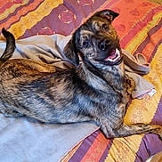 Homer participe au concours pour gagner de l'argent avec cette photo : animal, bed, bedroom, blanket, bulldog, canine, couch, cushion, dog, furniture, hardwood, homedecor, hound, indoors, interiordesign, person, pet, plywood, room, wood