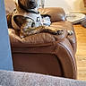 Homer participe au concours pour gagner de l'argent avec cette photo : animal, architecture, armchair, building, bulldog, canine, chair, couch, cushion, dog, furniture, homedecor, hound, indoors, interiordesign, livingroom, pet, puppy, room, wood