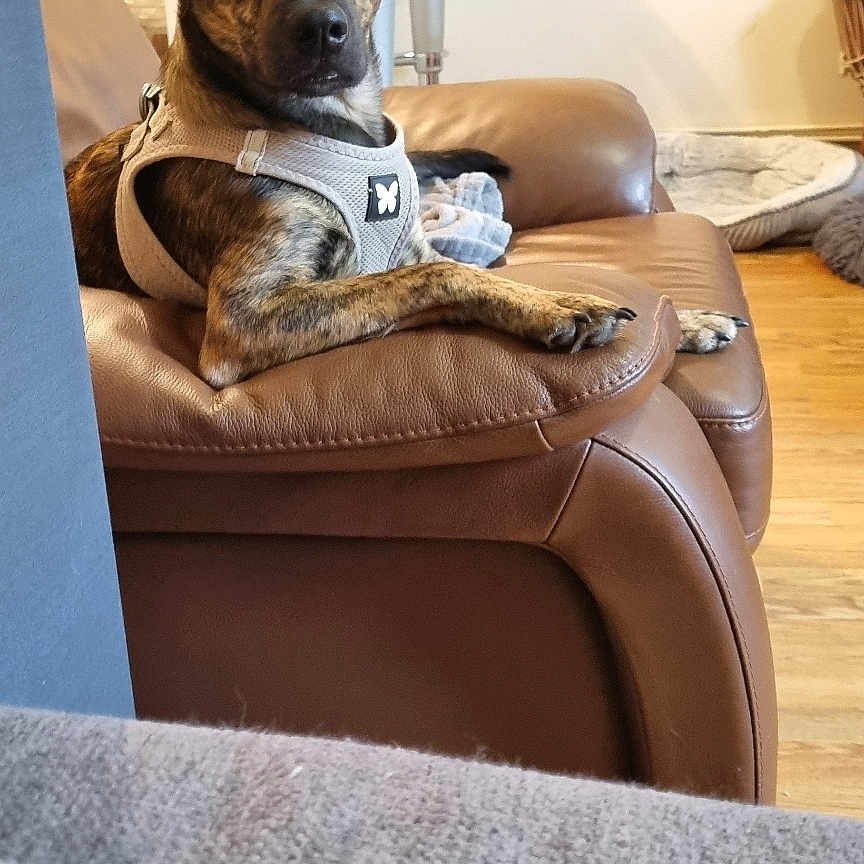 Homer