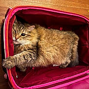 Rupert is registered to the contest to win money with this photo: cat, tabby, furry, pet, suitcase, red, indoor, wooden_floor, paw, relaxed, cozy, animal, cute, feline, resting, domestic, fur, striped, sleepy, companion