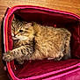 cat, tabby, furry, pet, suitcase, red, indoor, wooden_floor, paw, relaxed, cozy, animal, cute, feline, resting, domestic, fur, striped, sleepy, companion