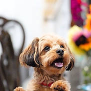 Canelo joined the competition — help win amazing prizes! dog, small_dog, fluffy_fur, wooden_chair, tongue_out, happy, pet, indoor, blurred_background, colorful, animal, cute, domestic_animal, canine, portrait, furniture, playful, companion, friendly, house