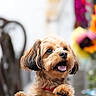 dog, small_dog, fluffy_fur, wooden_chair, tongue_out, happy, pet, indoor, blurred_background, colorful, animal, cute, domestic_animal, canine, portrait, furniture, playful, companion, friendly, house