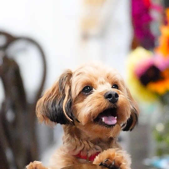 Canelo joined the competition — help win amazing prizes! dog, small_dog, fluffy_fur, wooden_chair, tongue_out, happy, pet, indoor, blurred_background, colorful, animal, cute, domestic_animal, canine, portrait, furniture, playful, companion, friendly, house
