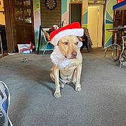 Roxy joined the competition — help win amazing prizes! animal, architecture, building, canine, clothing, diningroom, diningtable, dog, face, footwear, furniture, indoors, interiordesign, outdoors, pet, puppy, room, shelter, shoe, table