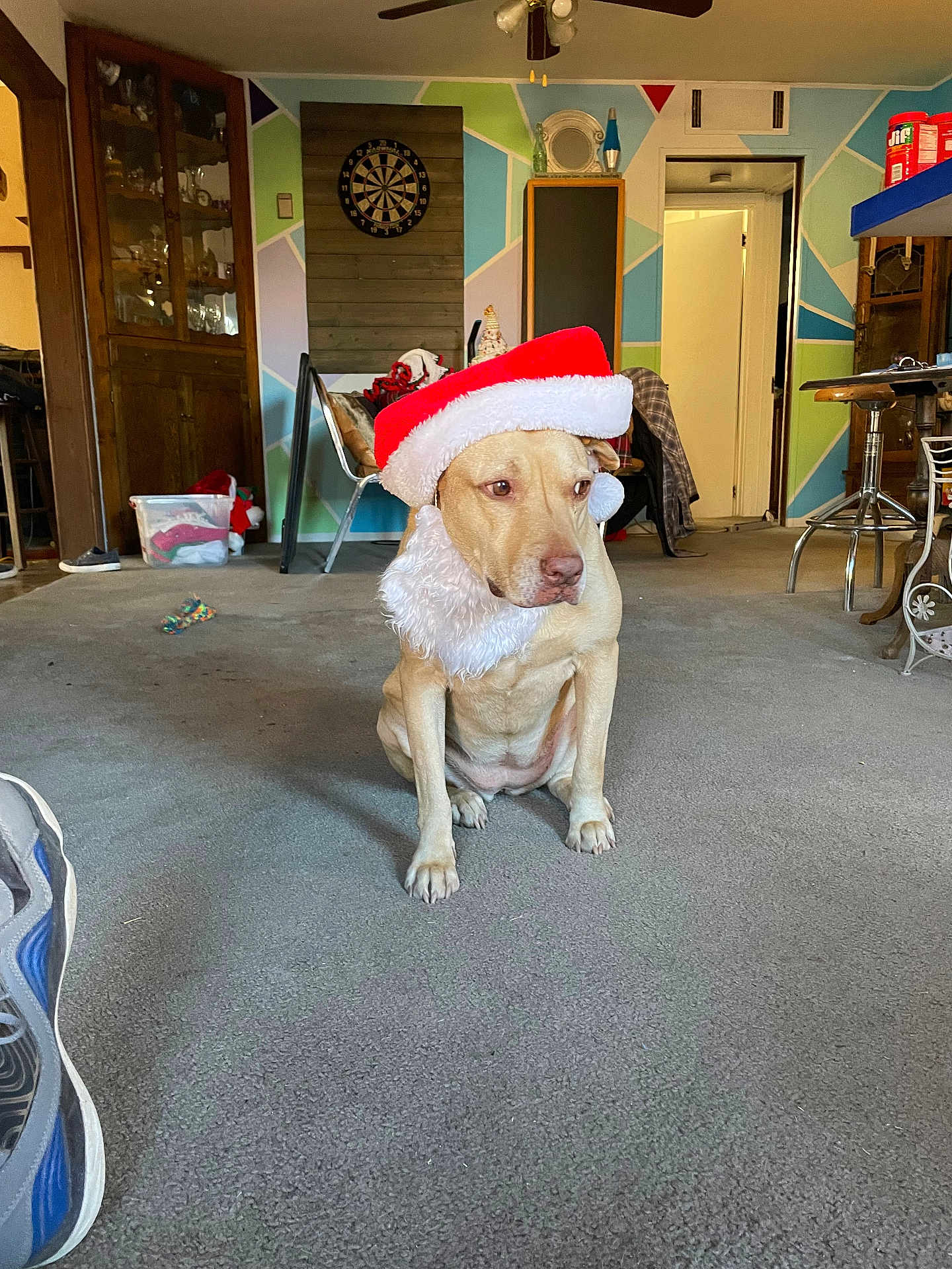 Roxy joined the competition — help win amazing prizes! animal, architecture, building, canine, clothing, diningroom, diningtable, dog, face, footwear, furniture, indoors, interiordesign, outdoors, pet, puppy, room, shelter, shoe, table