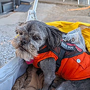 Johnny Kash is registered to the contest to win money with this photo: animal, blanket, cage, canine, closeup, comfort, daylight, dog, fur, gray_fur, leisure, orange_vest, outdoor, pet, pet_accessory, resting, service_dog, small_dog, soft, stroller
