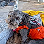 animal, blanket, cage, canine, closeup, comfort, daylight, dog, fur, gray_fur, leisure, orange_vest, outdoor, pet, pet_accessory, resting, service_dog, small_dog, soft, stroller