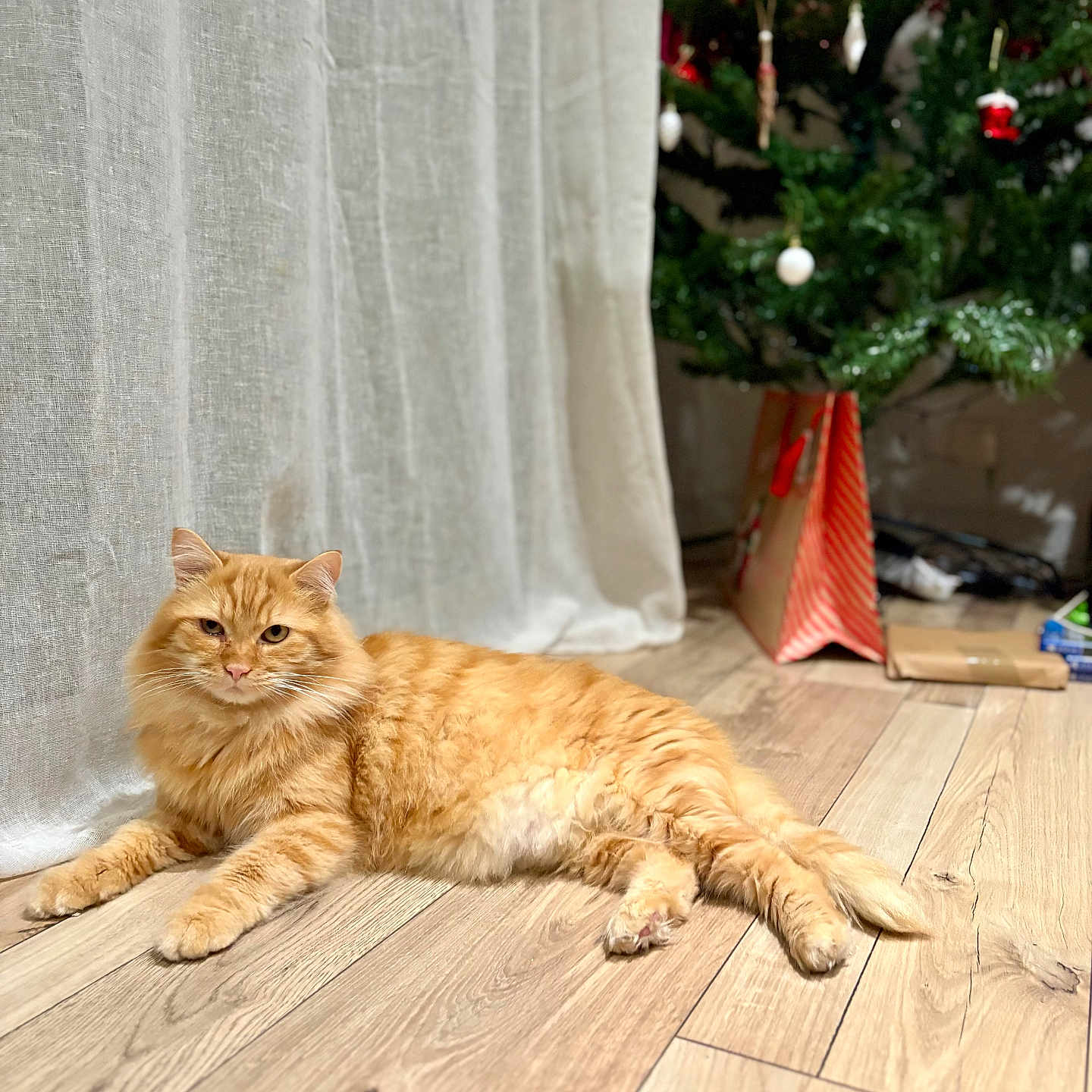 Curry participe au concours pour gagner de l'argent avec cette photo : accessories, animal, bag, cat, conifer, couch, fir, flower, flowerarrangement, furniture, handbag, hardwood, kitten, manx, pet, plant, plywood, pottedplant, tree, wood