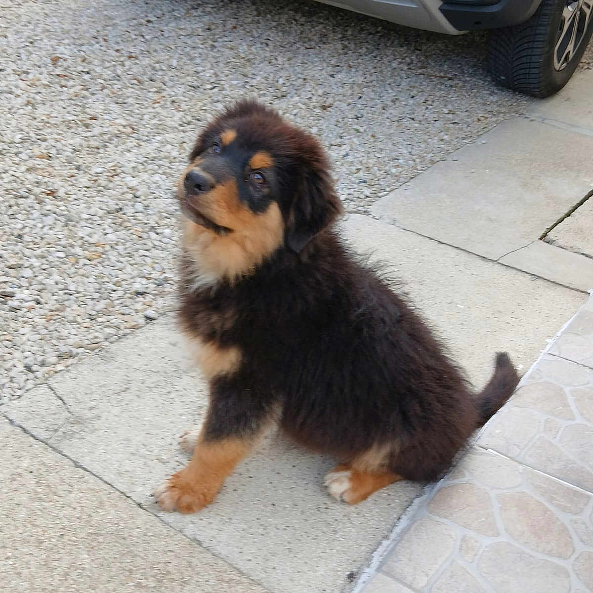 Viserion a rejoint le concours — aidez-le/la à gagner de superbes lots ! accessories, alloywheel, animal, canine, car, carwheel, city, dog, machine, path, pet, puppy, slate, spoke, strap, tire, transportation, vehicle, walkway, wheel