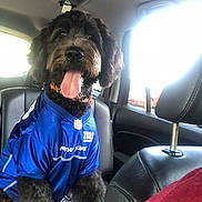 Luna is registered to the contest to win money with this photo: dog, pet, car_interior, blue_jersey, new_york_giants, tongue_out, happy, seat, leather_seat, sunlight, window, collar, black_fur, medium_sized_dog, sports_jersey, car, backseat, cute, sitting, canine