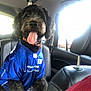 dog, pet, car_interior, blue_jersey, new_york_giants, tongue_out, happy, seat, leather_seat, sunlight, window, collar, black_fur, medium_sized_dog, sports_jersey, car, backseat, cute, sitting, canine