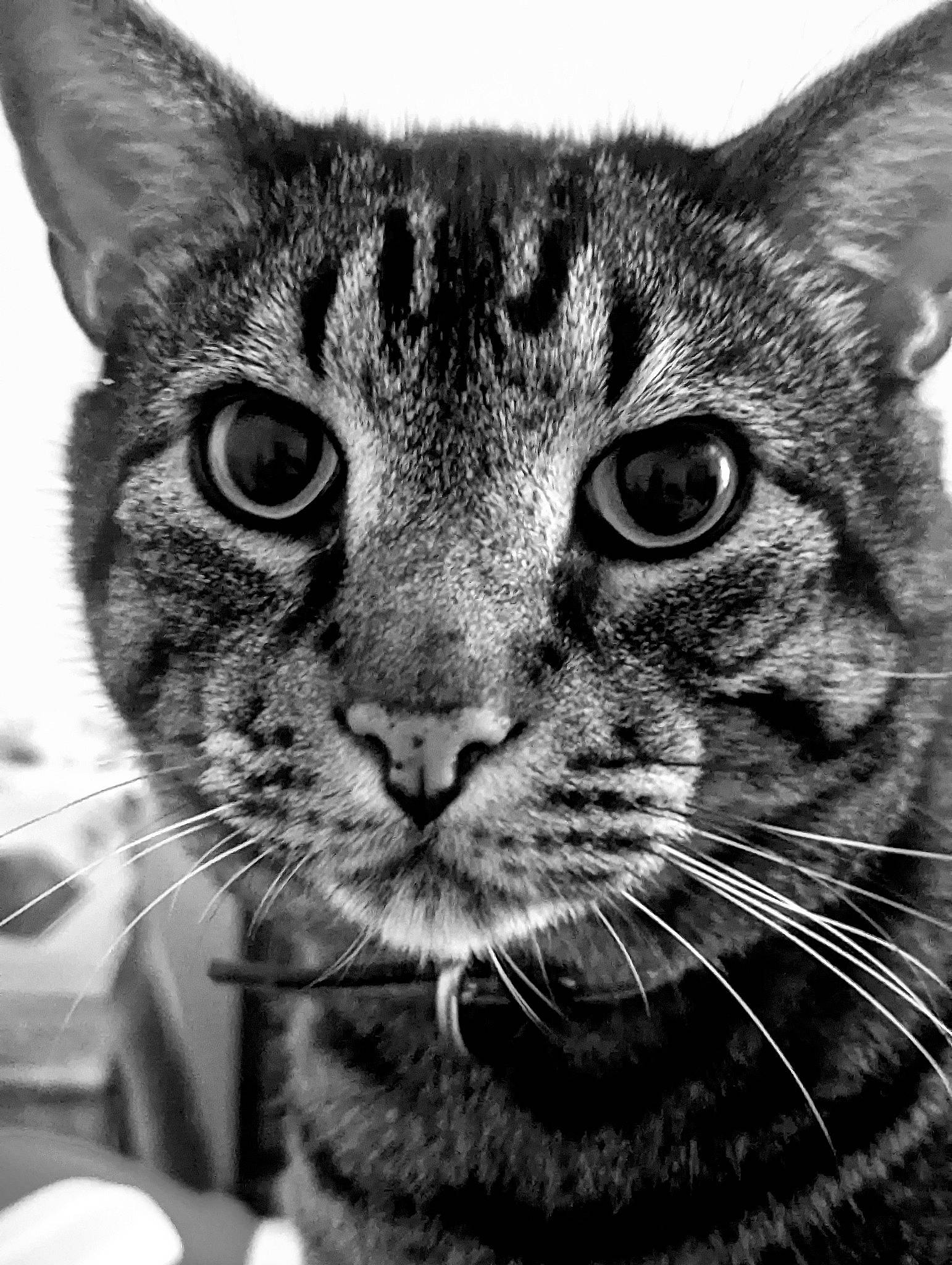 Chato is registered to the contest to win money with this photo: black, black_and_white, carnivore, cat, close_up, ear, eye, felidae, fur, grey, head, human_body, iris, monochrome, monochrome_photography, small_to_medium_sized_cats, snout, style, whiskers, wildlife