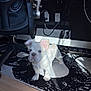 puppy, dog, white, blue_eyes, indoor, rug, floor, office_chair, wood_floor, sunlight, shadow, curious, pet, young_dog, small_dog, domestic_animal, canine, cute, animal, furniture