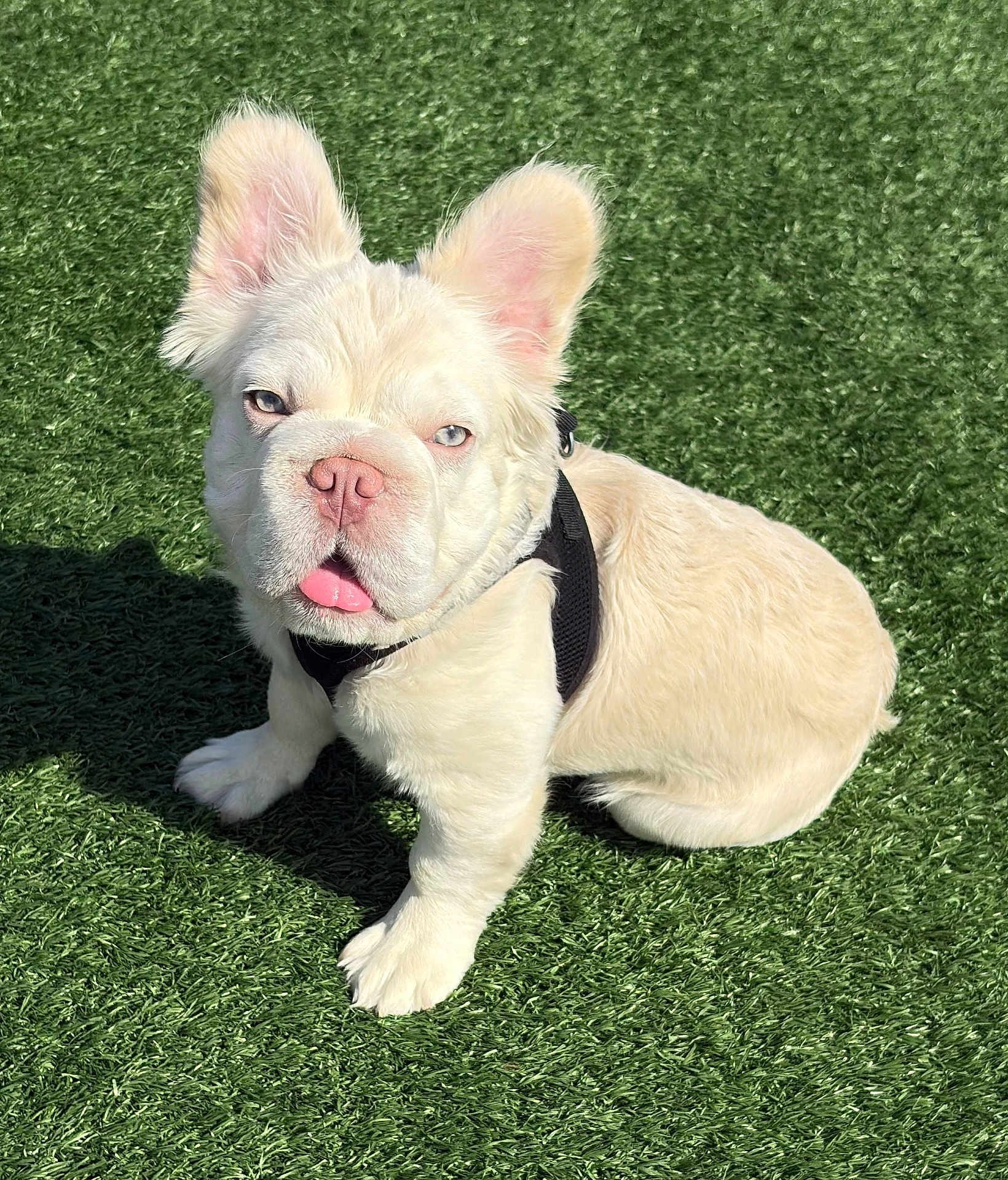 Klaus joined the competition — help win amazing prizes! dog, puppy, cream_colored, sitting, grass, outdoor, pet, canine, tongue_out, harness, sunlight, shadow, cute, fur, ears, nose, animal, playful, looking_at_camera, daylight