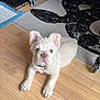 Klaus is registered to the contest to win money with this photo: puppy, dog, white_dog, blue_eyes, indoor, wooden_floor, rug, furniture, pet, cute, lying_down, collar, ears_up, young_dog, looking_at_camera, domestic_animal, animal, flooring, home, pet_accessory
