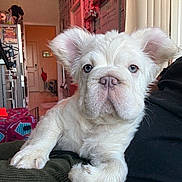 Klaus is registered to the contest to win money with this photo: puppy, dog, white_fur, blue_eyes, indoor, cozy, person, lap, furniture, sitting, curious, calm, home, shelf, decor, blanket, door, lighting, closeup, portrait