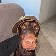 Astro is registered to the contest to win money with this photo: doberman, dog, pet, indoor, carpet, hat, brown, canine, portrait, animal, floor, quilted_bed, tile, pet_accessory, closeup, sitting, attention, headwear, domestic, muzzle