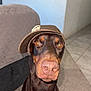 doberman, dog, pet, indoor, carpet, hat, brown, canine, portrait, animal, floor, quilted_bed, tile, pet_accessory, closeup, sitting, attention, headwear, domestic, muzzle