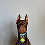 Astro is registered to the contest to win money with this photo: doberman, dog, pet, collar, tag, portrait, animal, indoor, sitting, brown, black, ears, alert, face, canine, fur, looking, wall, background, domestic_animal