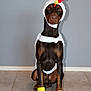 Astro joined the competition — help win amazing prizes! doberman, dog, costume, chicken, pet, animal, indoors, tile_floor, gray_wall, sitting, yellow, white, red, beak, paws, face, looking, portrait, cute, funny