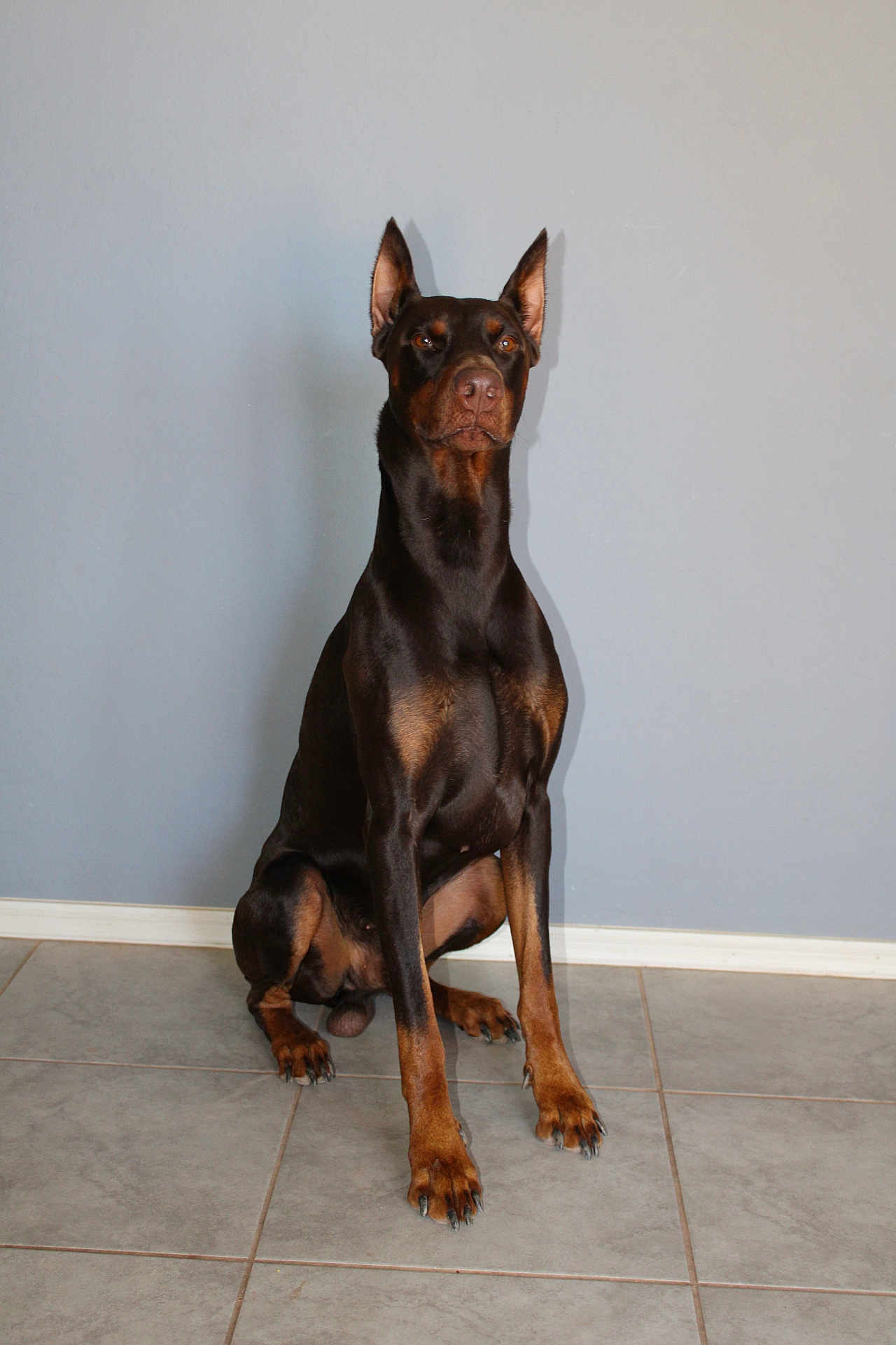 Astro joined the competition — help win amazing prizes! doberman, dog, pet, animal, indoor, tile_floor, gray_wall, sitting, alert, black_coat, tan_markings, ears_up, portrait, canine, domestic_dog, guard_dog, paw, nail, watchful, companion