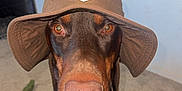 Astro is registered to the contest to win money with this photo: dog, doberman, hat, indoor, pet, brown, canine, animal, carpet, portrait, closeup, eyes, ears, nose, chinstrap, sitting, looking, household, domestic, accessory