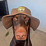 dog, doberman, hat, indoor, pet, brown, canine, animal, carpet, portrait, closeup, eyes, ears, nose, chinstrap, sitting, looking, household, domestic, accessory