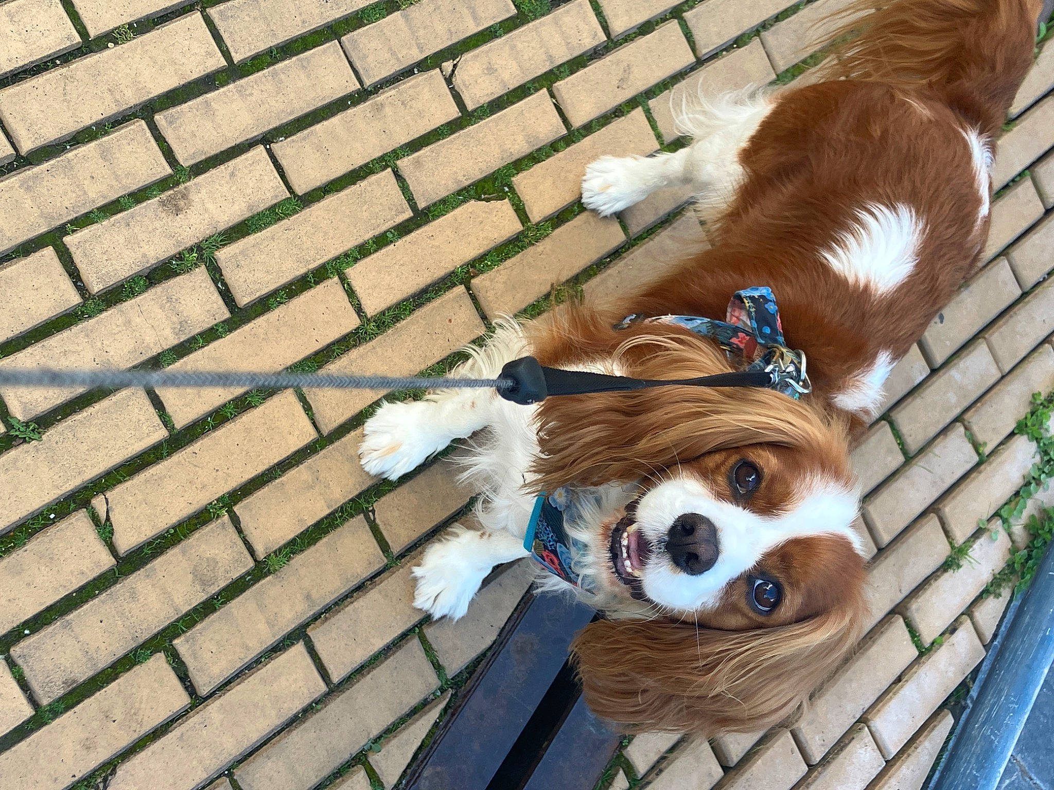 Nino participe au concours pour gagner de l'argent avec cette photo : canidae, carnivore, cavalier_king_charles_spaniel, collar, companion_dog, dog, dog_breed, dog_supply, fawn, fur, liver, mammal, pet_supply, red_panda, snout, sporting_group, toy, whiskers, wood, working_animal