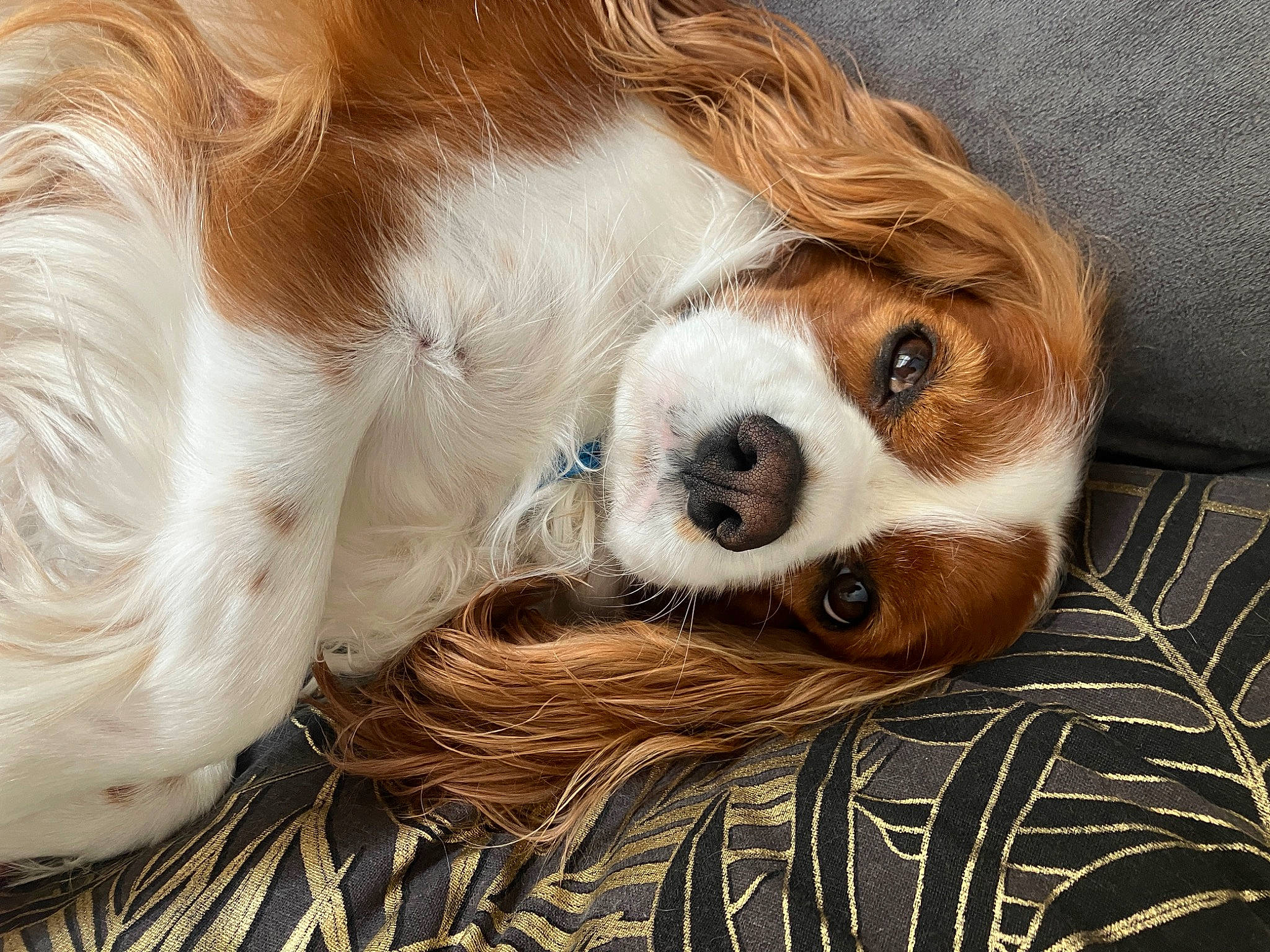 Nino a rejoint le concours — aidez-le/la à gagner de superbes lots ! brown_hair, canidae, carnivore, cavalier_king_charles_spaniel, comfort, companion_dog, dog, dog_breed, ear, eye, fawn, fur, head, king_charles_spaniel, liver, snout, spaniel, sporting_group, toy_dog, whiskers