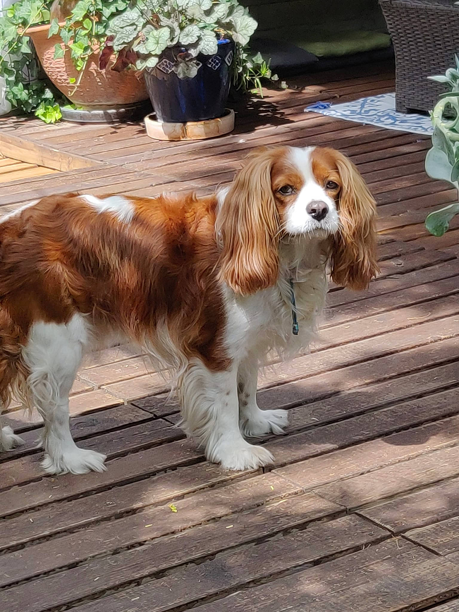 Nino a rejoint le concours — aidez-le/la à gagner de superbes lots ! canidae, carnivore, companion_dog, dog, dog_breed, fawn, flowerpot, fur, gun_dog, hardwood, houseplant, liver, plant, snout, spaniel, sporting_group, tail, terrestrial_animal, wood, working_dog