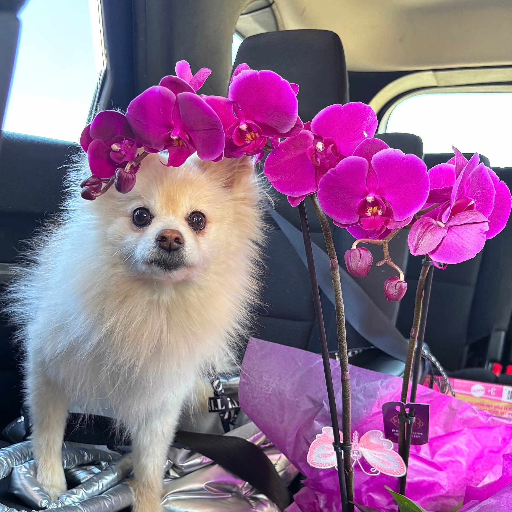 Mosco joined the competition — help win amazing prizes! accessories, anemone, animal, bag, canine, cushion, dog, eskimodog, flower, flowerarrangement, flowerbouquet, geranium, handbag, homedecor, orchid, pet, petal, plant, puppy, purple