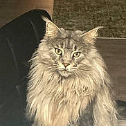 Stormi Blu joined the competition — help win amazing prizes! animal, cat, chair, cozy, domestic_cat, ears, eyes, floor, fluffy, fur, furniture, home, indoor, long_hair, pet, portrait, rug, sitting, tabby, whiskers