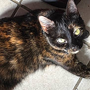 Willow joined the competition — help win amazing prizes! animal, cat, close_up, cute, domestic_animal, ears, feline, floor, fur, indoor, laying_down, looking_up, mammal, pet, portrait, resting, tile, tortoiseshell, whiskers, yellow_eyes