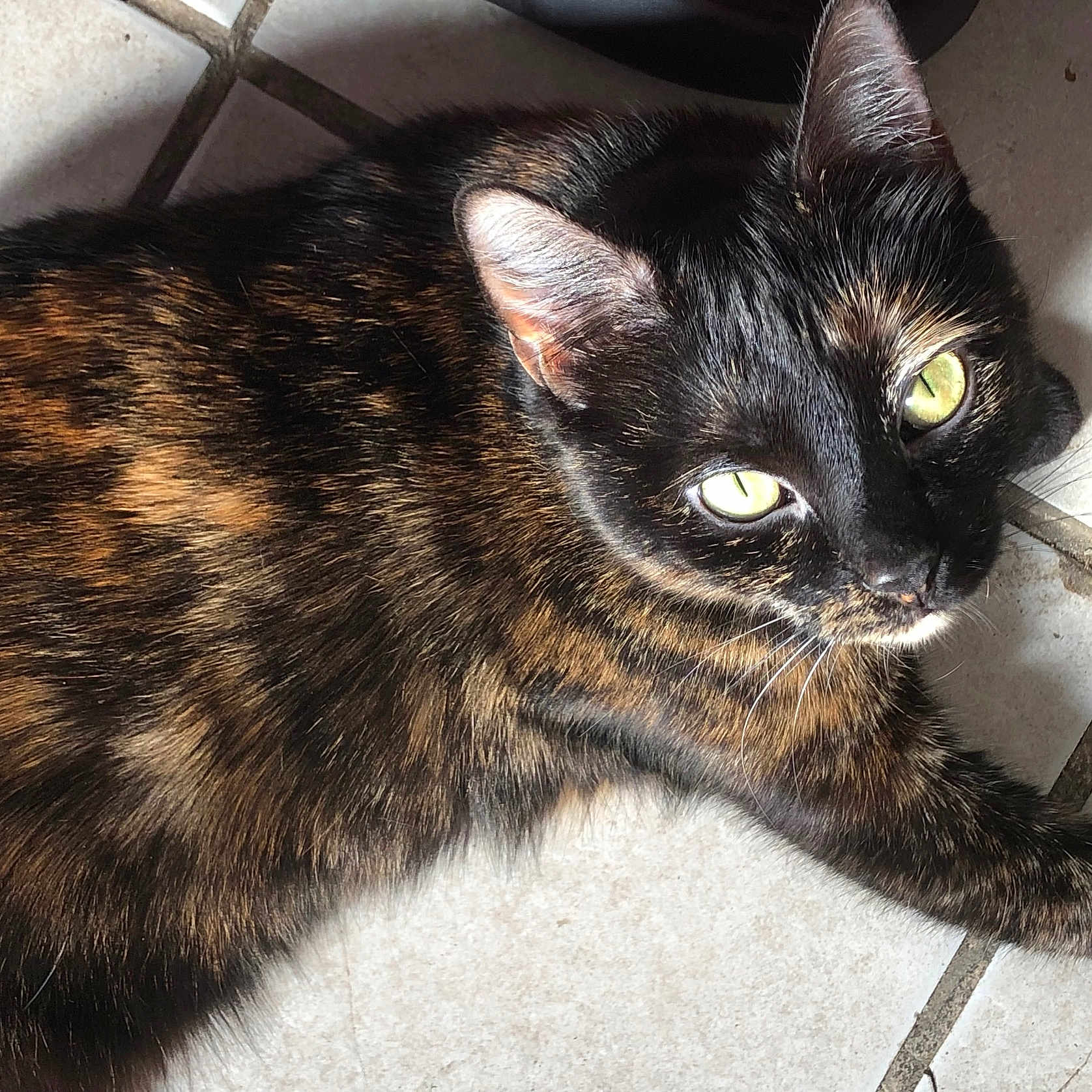 Willow