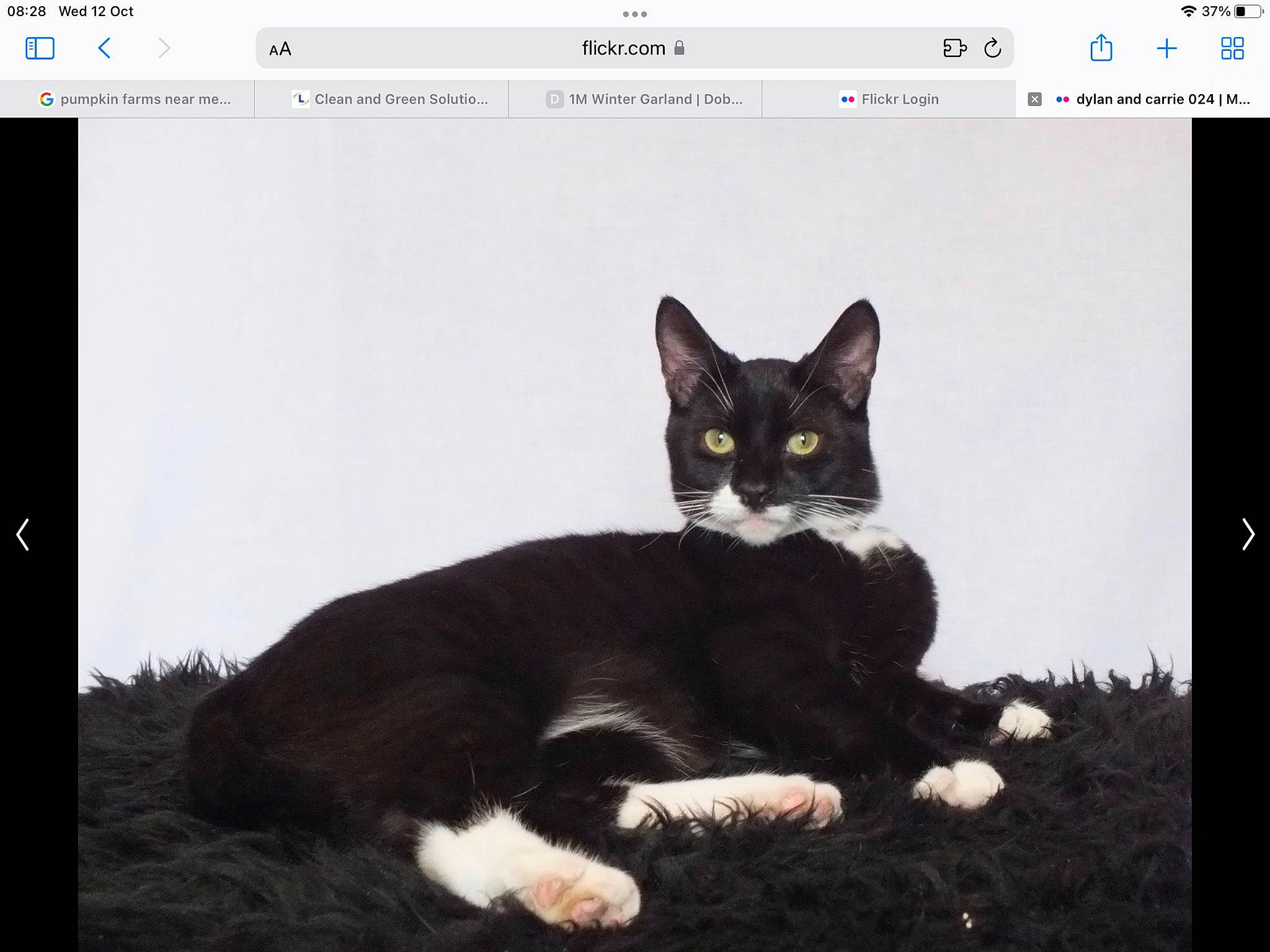 Jess joined the competition — help win amazing prizes! black_cat, carnivore, cat, domestic_short_haired_cat, felidae, font, fur, graphics_software, multimedia, multimedia_software, organism, paw, photo_caption, rectangle, screenshot, small_to_medium_sized_cats, software, tail, whiskers